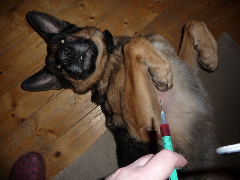 Impfungen, Immunsystem und Allergien bei Hund und Katze