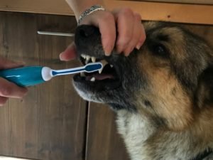 Ultraschall-Zahnpflege beim Tier